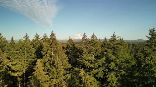 Drone footage of Mount Rainier towering over a sprawling evergreen forest with clear blue skies and