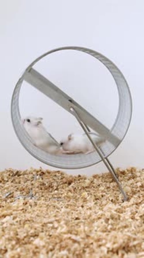 Hamsters Playing on Exercise Wheel Indoors