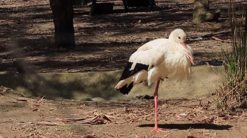 A white stork standing on the ground on a sunny day at Batumi Zoo, Georgia.