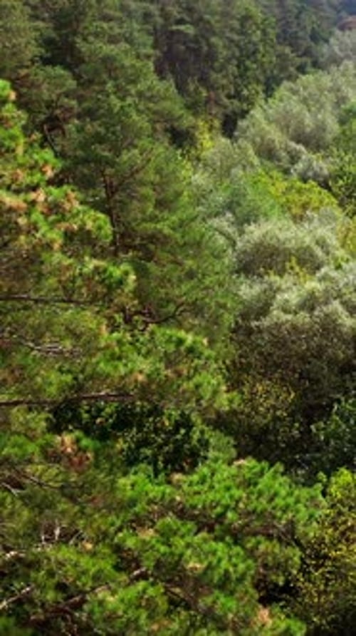 Amazing picture of forest. Small trees near the tall pine trees of woodland in summer.