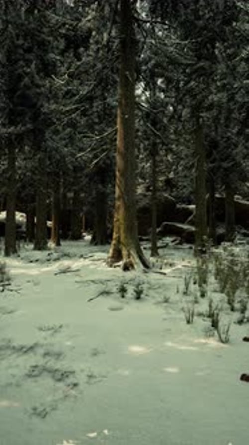 Serene Winter Forest with Snow Covered Ground and Towering Trees