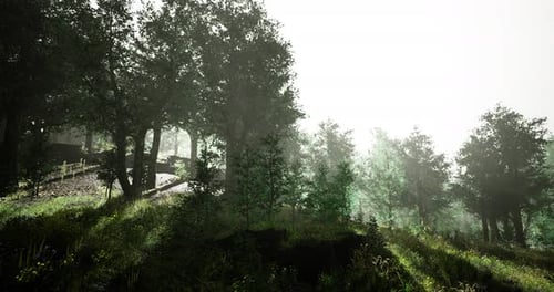 Misty Forest Landscape with Sunlight Filtering Through Dense Trees