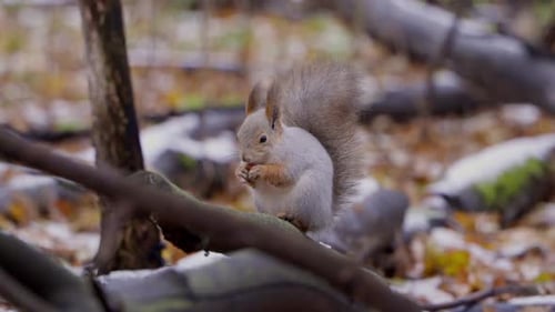 A small fluffy squirrel sits on a branch and methodically eats the food