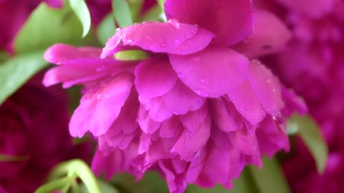 Floral background. Branches of flowering blossoming peony