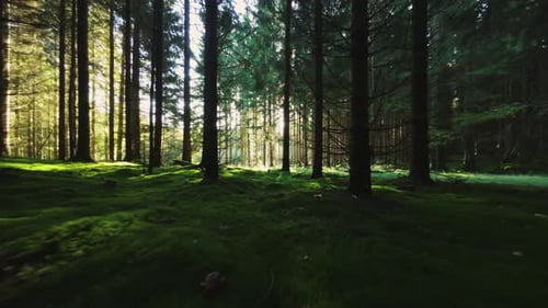 Drohne fliegt tief im sonnenbeschienenen Pinienwald
