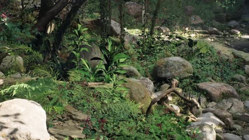 Ruhige Waldszene mit moosbedeckten Felsen und Wildpflanzen