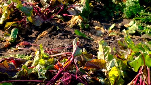 Landwirt erntet Rüben im Garten Selektiver Fokus