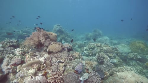 Meeresumwelt mit Riffen, umgeben von schwimmenden Fischen