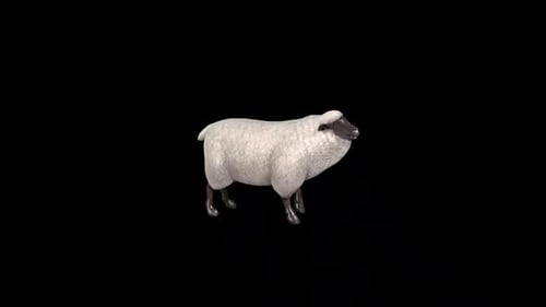 3d Sheep Idle