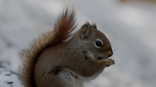 Close Up of Squirrel Eating in Winter
