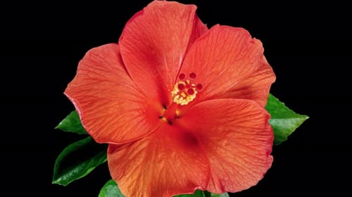 Orange Hibiscus Open Big Flower in Time Lapse. Blooming Neon Red Plant on a Black Background. Bloom