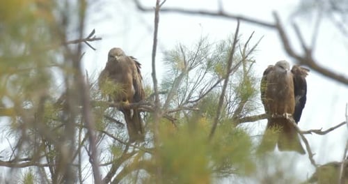 Alert Birds of Prey Perched on Pine Tree