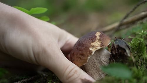 Hand Picking Mushroom in Mossy Forest