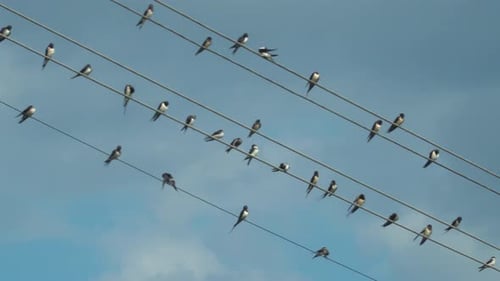 Swallows Perched on Wires Against Blue Sky