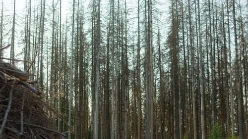 Dead damaged dry spruce forest hit by bark beetle in Czech countryside, pile of branches in the