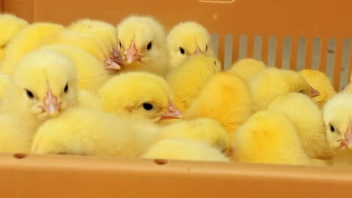 Chick - 4K