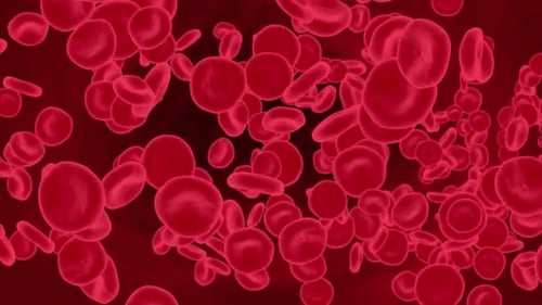 3D Red Blood Cells Flowing in Circulatory System with Alpha Matte