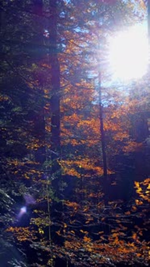 La lumière du soleil filtre doucement à travers une magnifique forêt d'automne créant une atmosphère magique