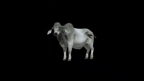 Boucle de ralenti Brahman Cow