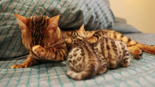 Cat Feeding Kittens Laying on Bed Shot of Adorable Mother Cat Licking Paw on Blanket Togetherness
