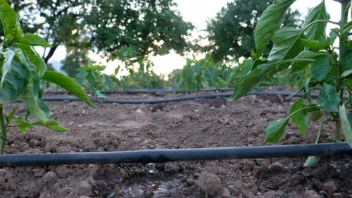 Pepper Plants Growing with Drip Irrigation at Sunset