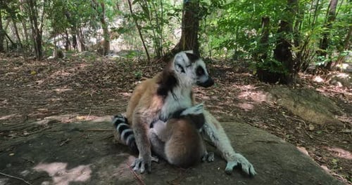 Ring-tailed lemur with baby, Lemur catta, Madagascar wildlife