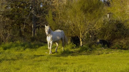 Atemberaubendes weißes Pferd, das auf einer sonnigen Wiese in Galicien, Spanien, spazieren geht und isst