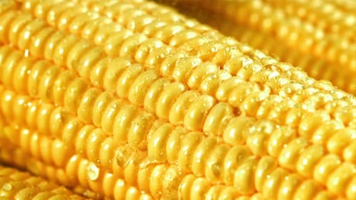 Close Up of Fresh Yellow Corn on the Cob