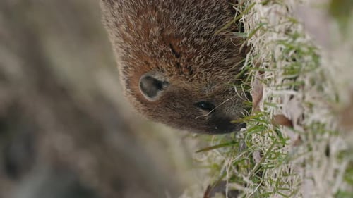 Vertical Shot Of Marmot Eating On The Ground. - close up