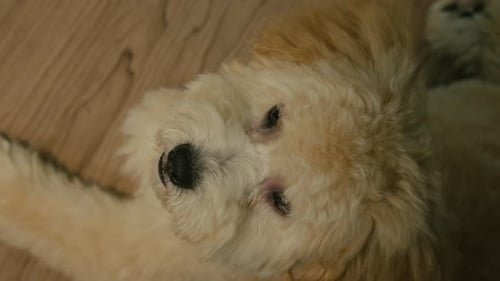 Cute Puppy Resting on Wooden Floor