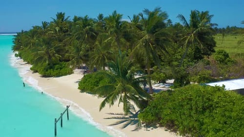 Aerial View on Bikini White Sand Beach with Turquoise Waters and Palms on Maldives Island Thoddoo