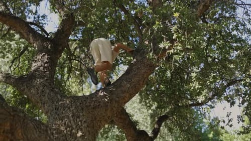 Junge klettert im Sommer auf einen großen Baum