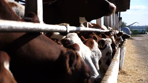 Long Row of Cattle Chewing Fodder at Milk Factory Wellgroomed Cows Eating Hay on Dairy Farm Herd of