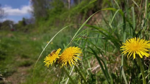Dandelions and Honeybee Growing in Green Field