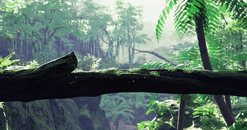 Lush Green Forest with Sunlight Filtering Through Trees and Ferns