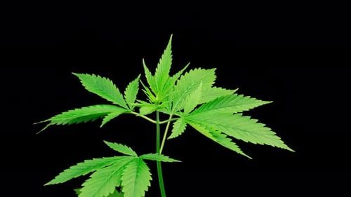 Marijuana Plant Growing