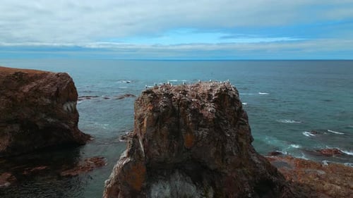 Top view of seagulls on rocky seashore