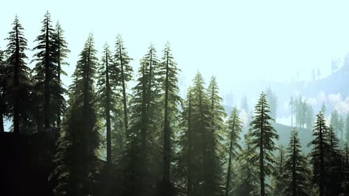 Exquisite Pine Forest in the Mountains During Autumn Sunset