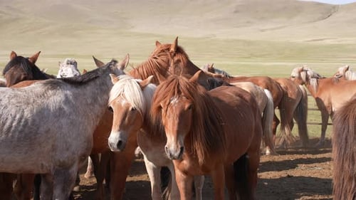Herd of Horses in Rural Pasture