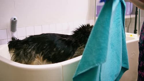 Cute Corgi Dog Being Washed in Bathtub