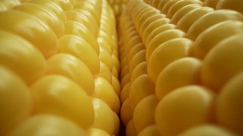 Fresh Corn 04