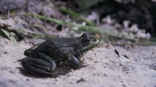 Green Frog Sitting on a River Bank in Water Slow Motion