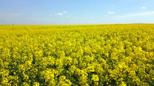 Slow Drone Flight Over Blooming Yellow Rapeseed Field on Sunny Spring Day