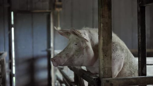 Pig Standing in Pen on a Farm