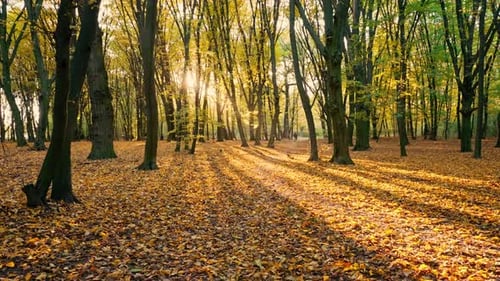 View of the Glare of the Sun in a Picturesque Autumn Forest or Park