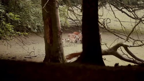Herd of Deer Grazing in Forest Meadow