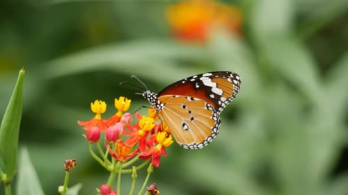 A butterfly rests on a flower