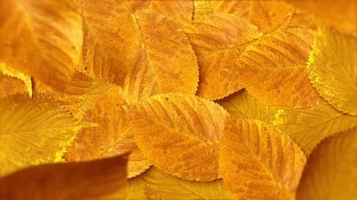Autumn Yellow Leaf Fall Background