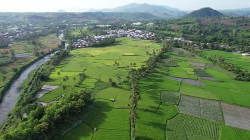 Rice Field