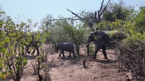 Africans Elephants At Chobe National Park In Kasane Botswana. African Animals Background. Wildlife L